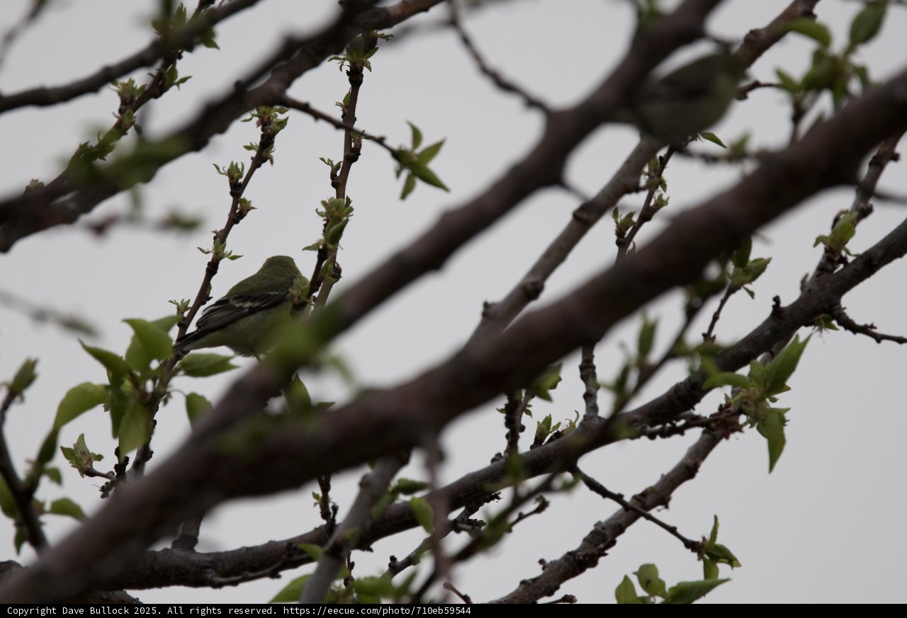 Springtime Silence