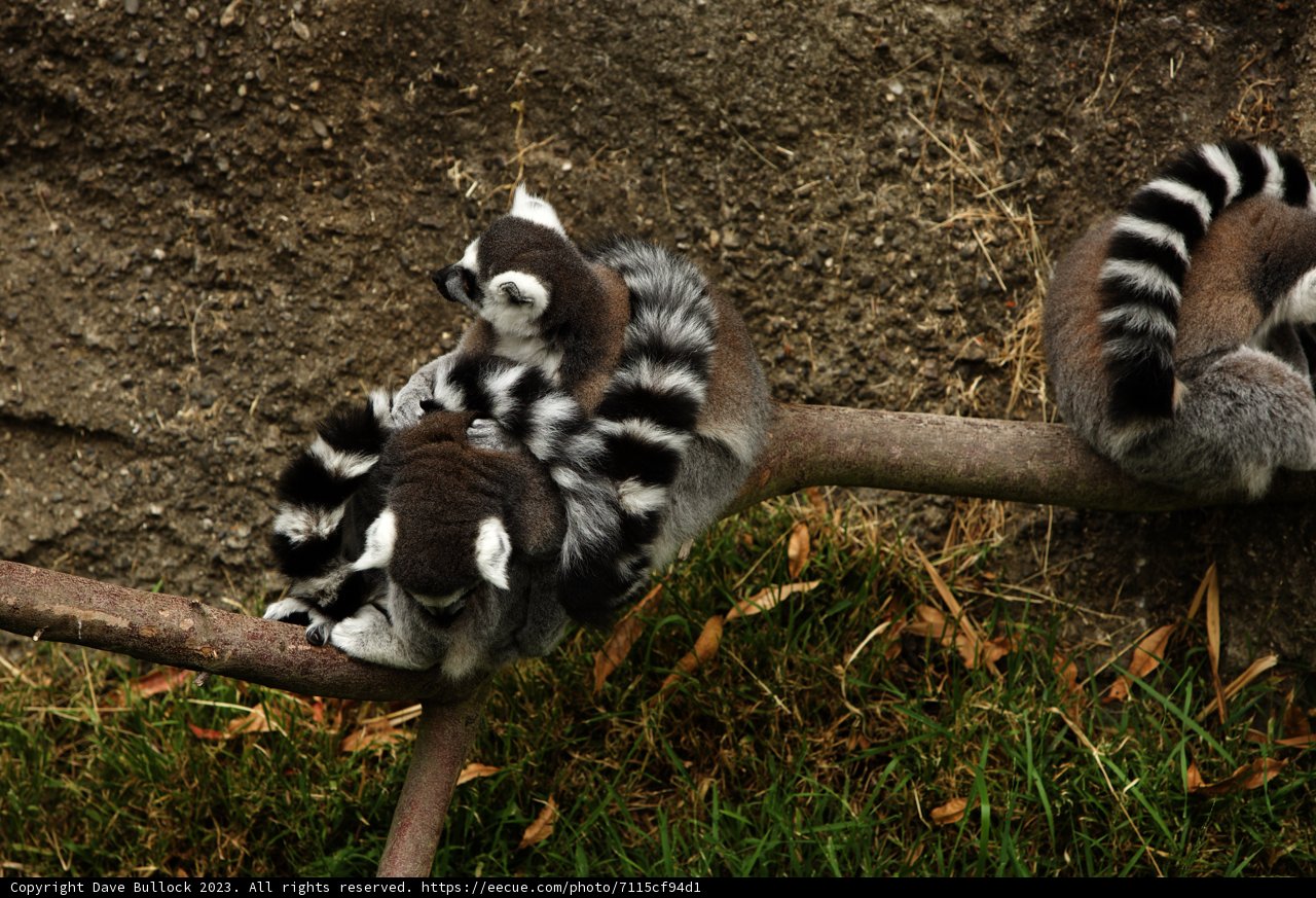 The Lemur Trio of Oakland Zoo