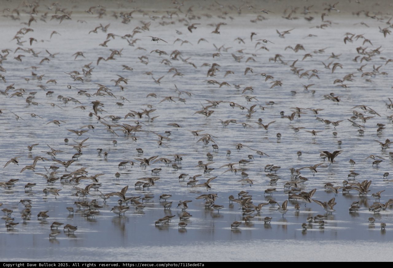 Flight of the Sandpipers