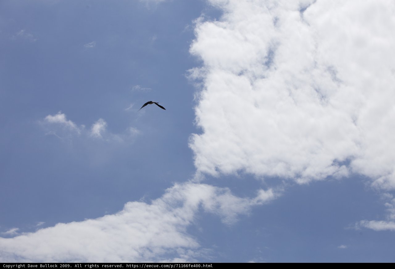 Majestic Vulture Soaring Through the Azure Sky