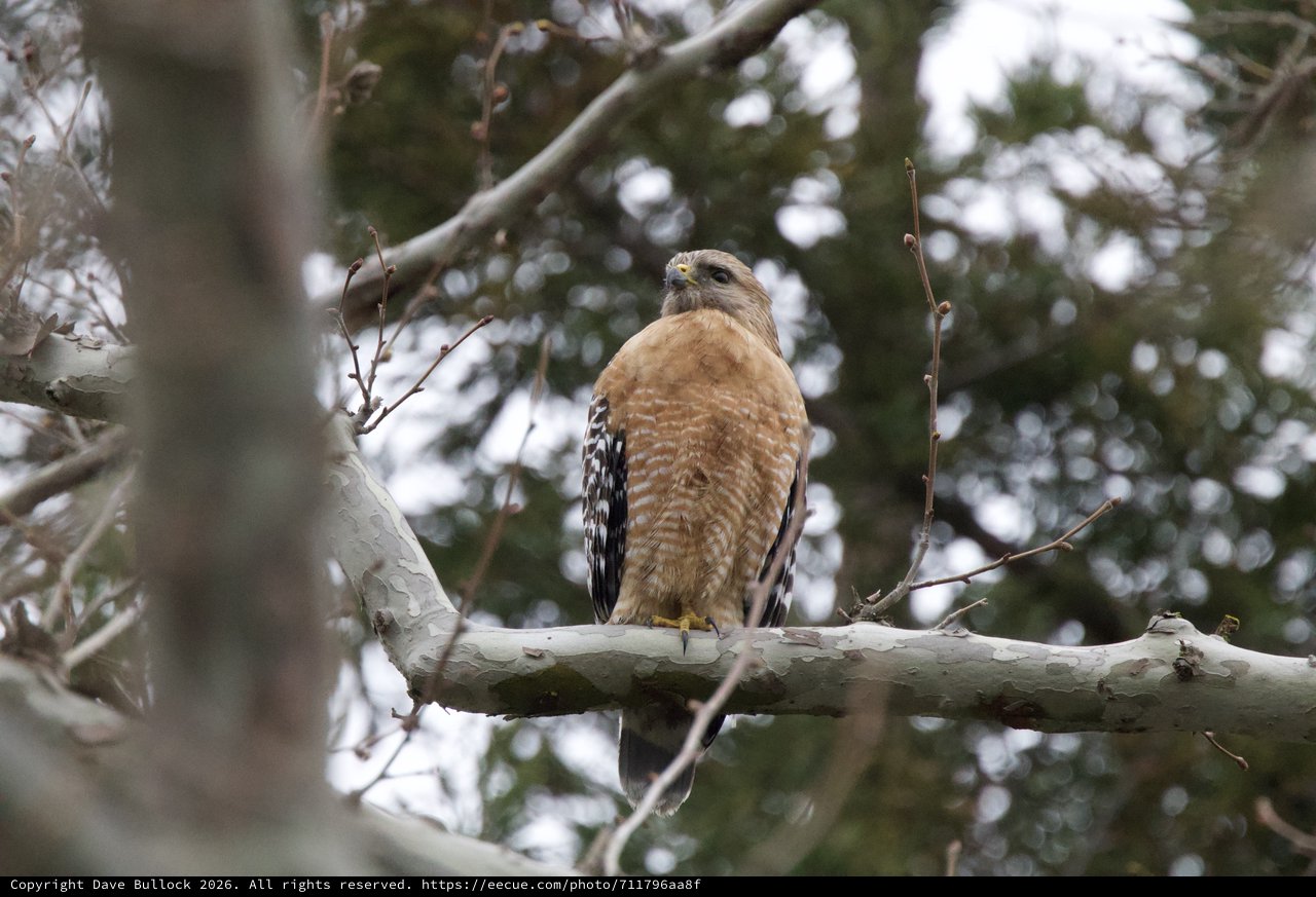 Red-shouldered Hawk Perched on Winter Branch
