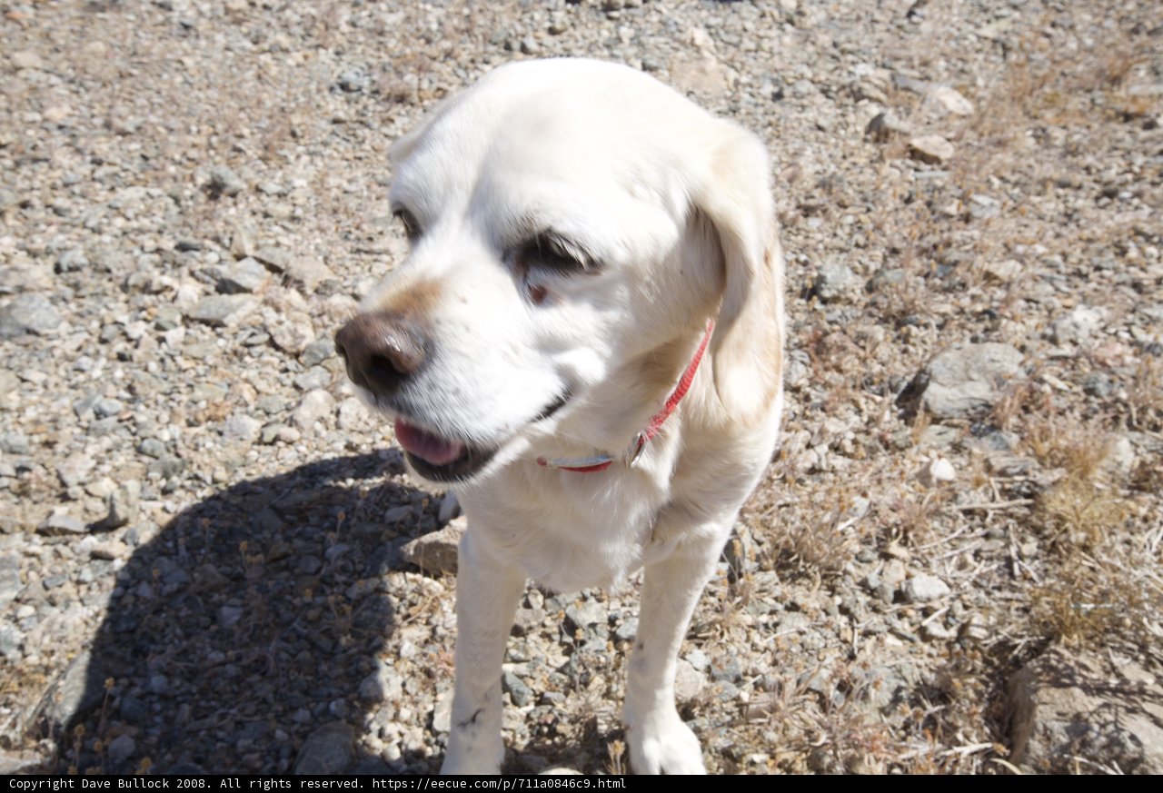 Rocky Pup