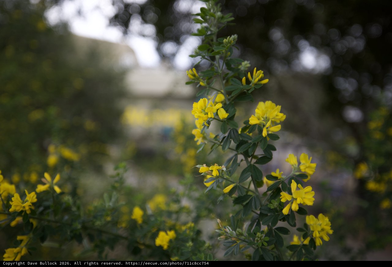 Bright Yellow Crown Vetch Flowers in Soft Focus