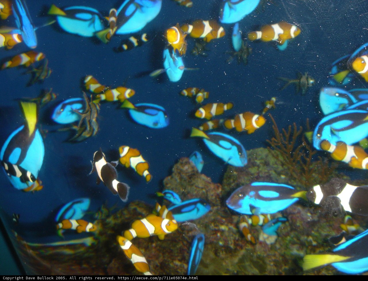 Colorful Fish in the Aquarium