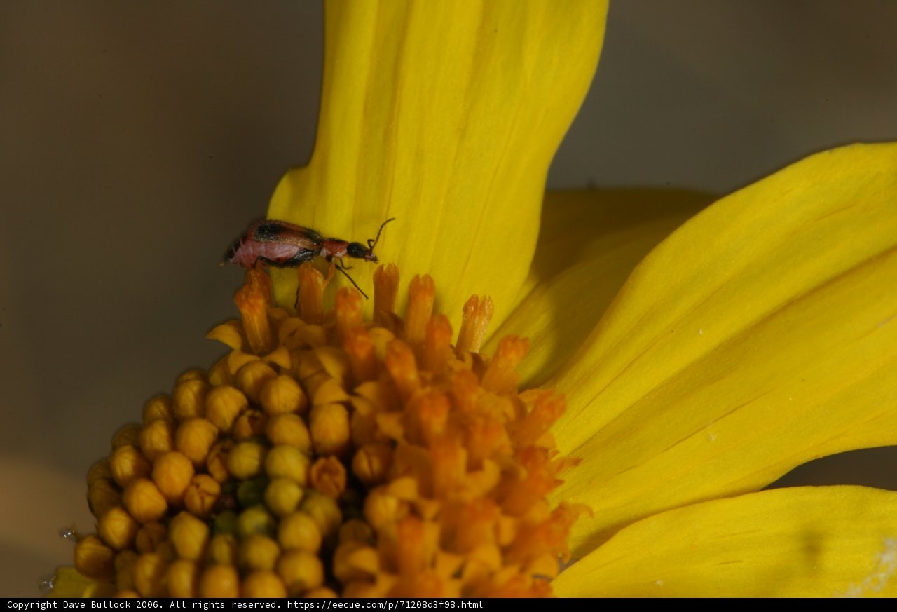 A Bug on a Yellow Daisy Caption: A colorful insect with pollen covered legs perched on a vibrant daisy with a red center.