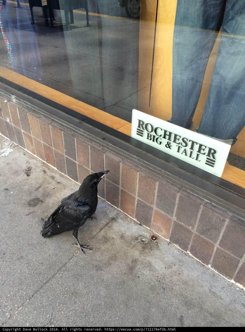 The Blackbird on the Sidewalk