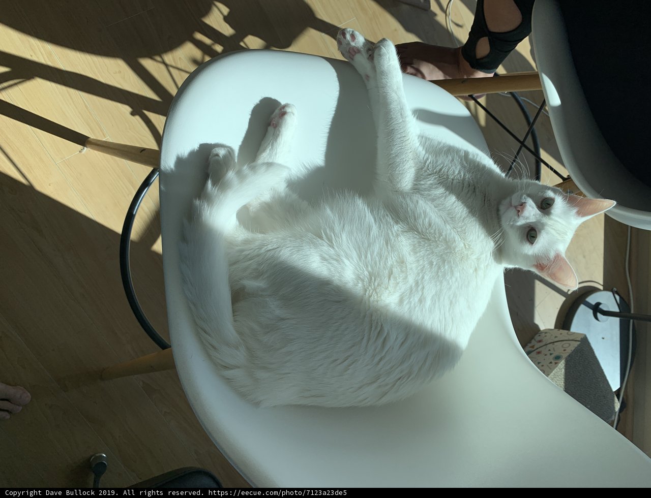 Snowball and the Ivory Throne