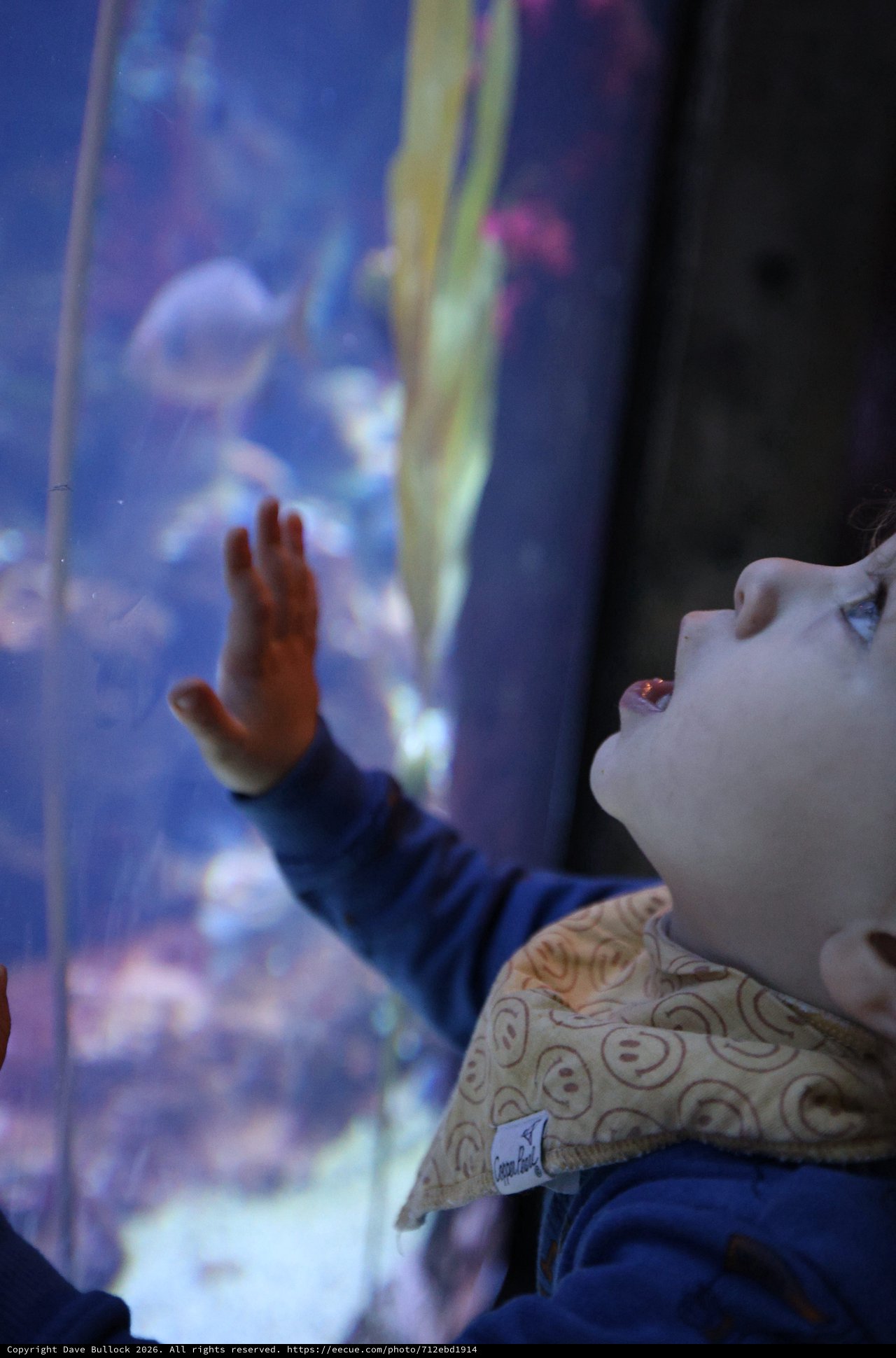 Child's Wonder at Aquarium Jellyfish Display