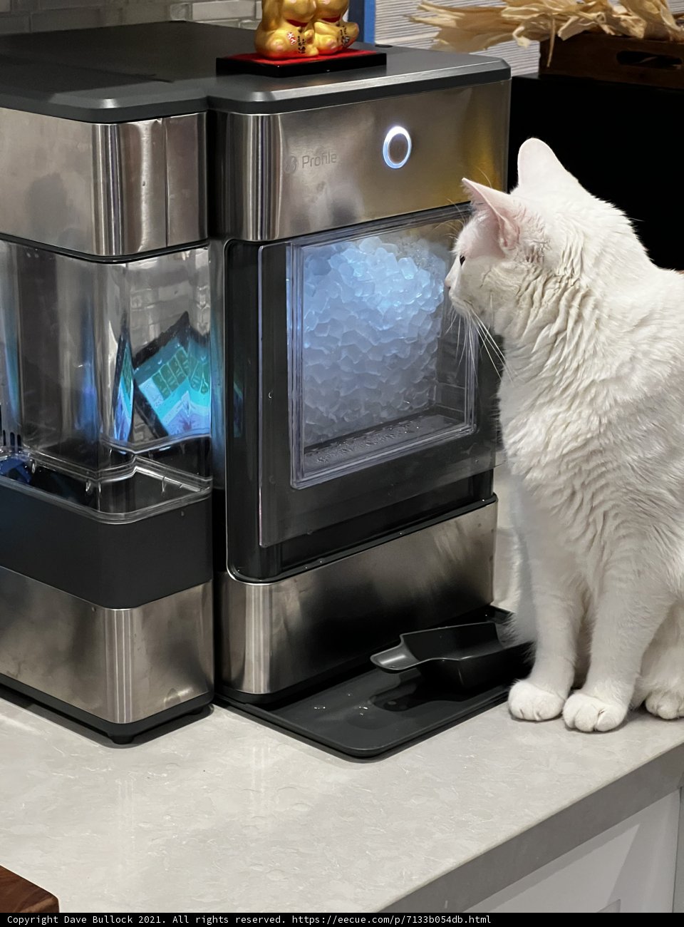 Serene Feline