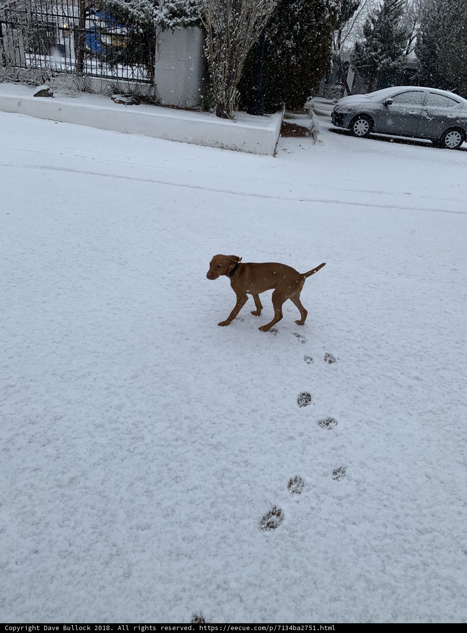 Snowy Paws and Racing Cars