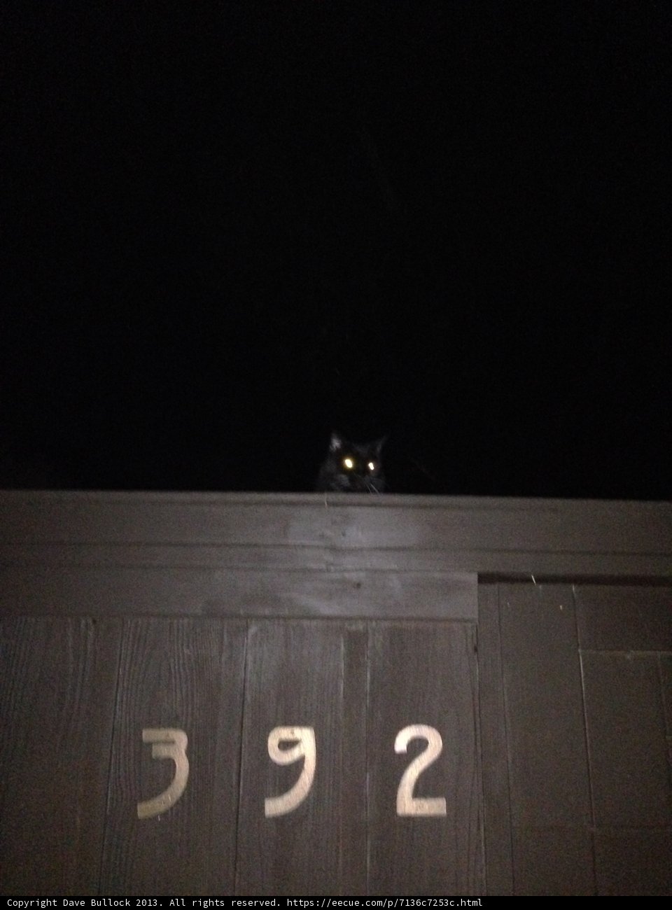 Midnight Perch