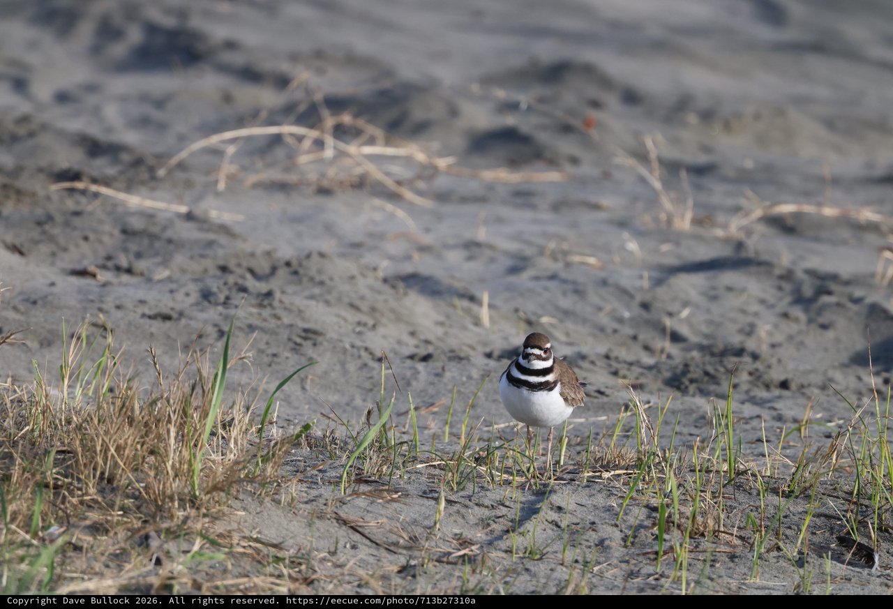 Killdeer Shorebird on Muddy Beach at Golden Hour