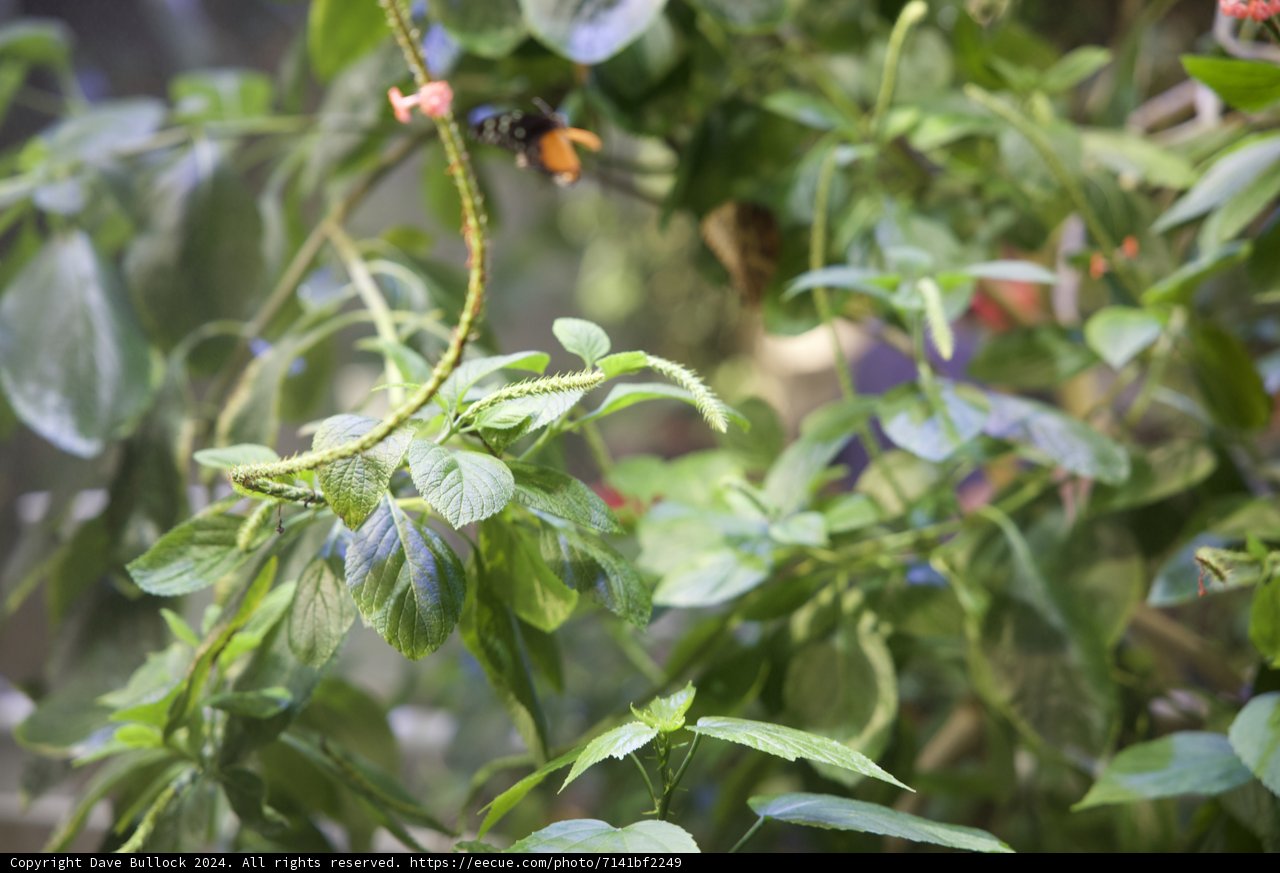 The Buzz in the Rainforest