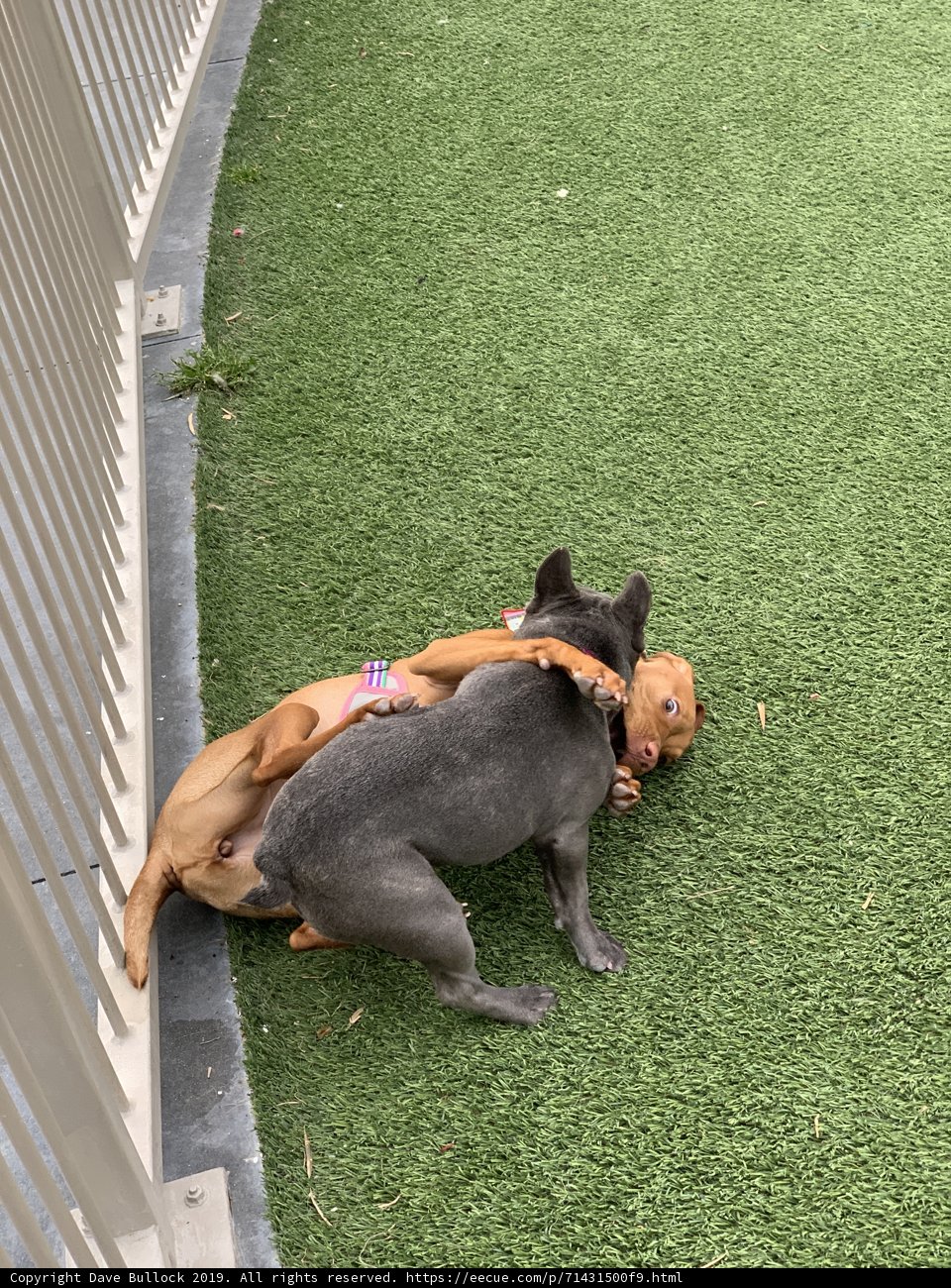 Playtime in the Park