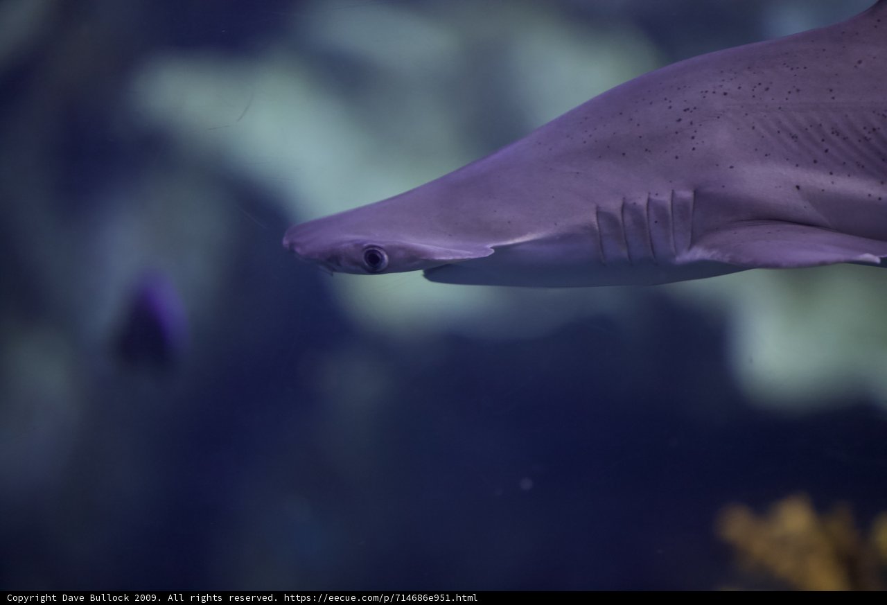 Majestic Shark in Captivity