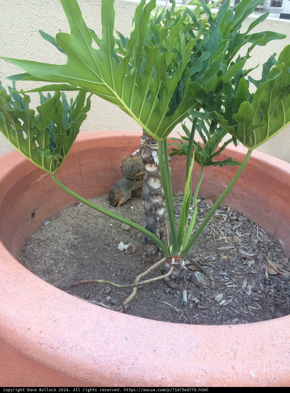 Decorative Plant in Pot with Small Tree