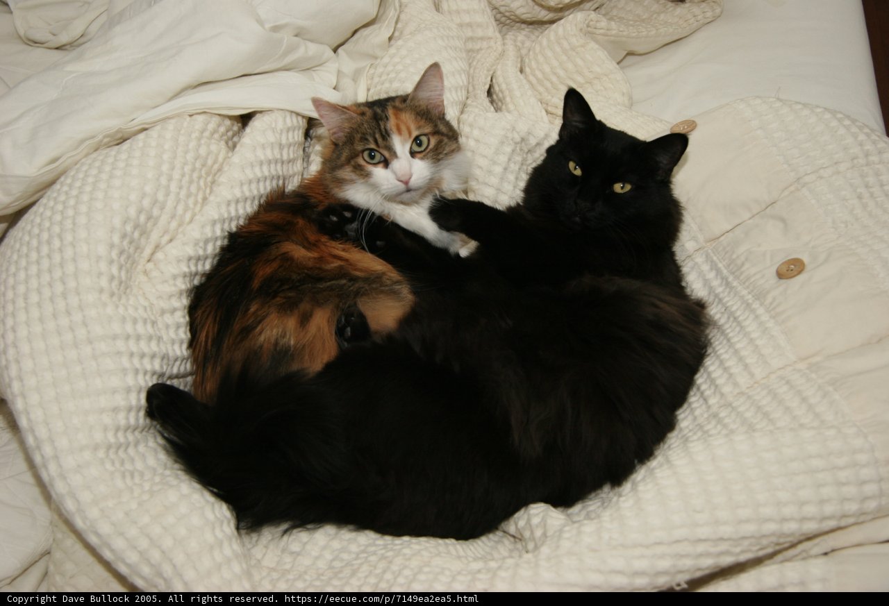 Cat Nap on the Couch