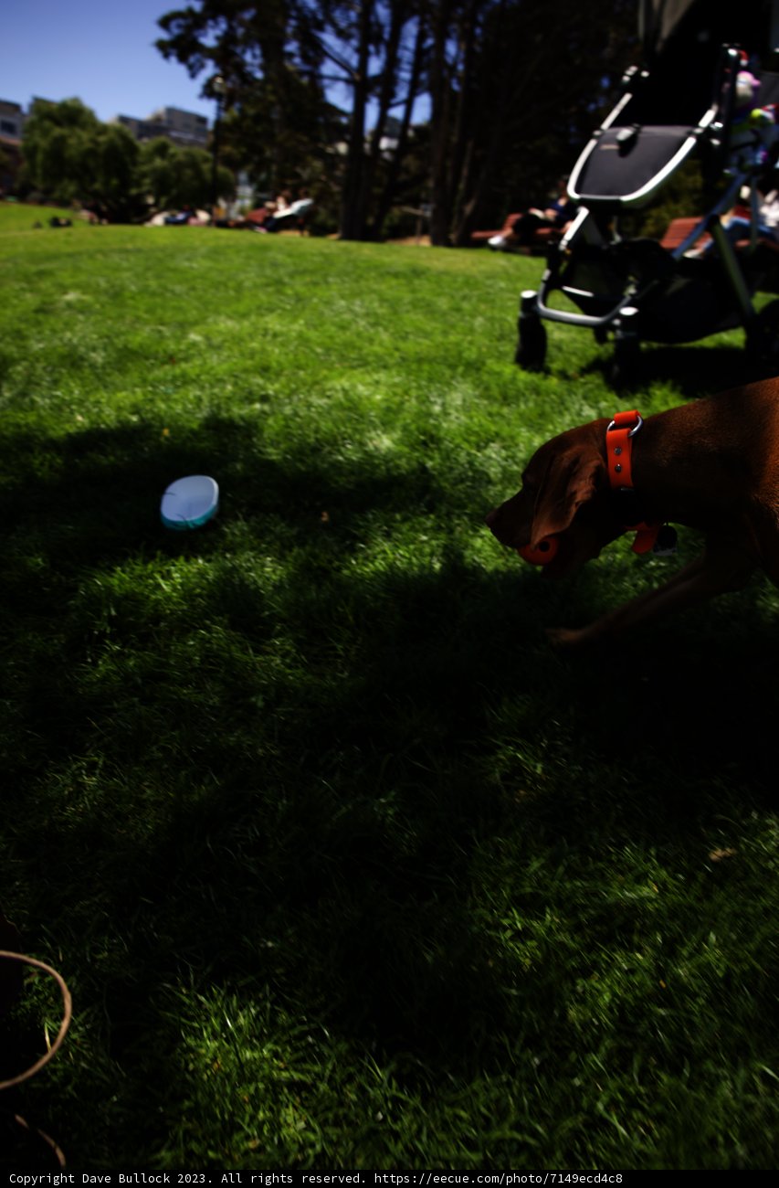 Frisbee Fun in the Sun