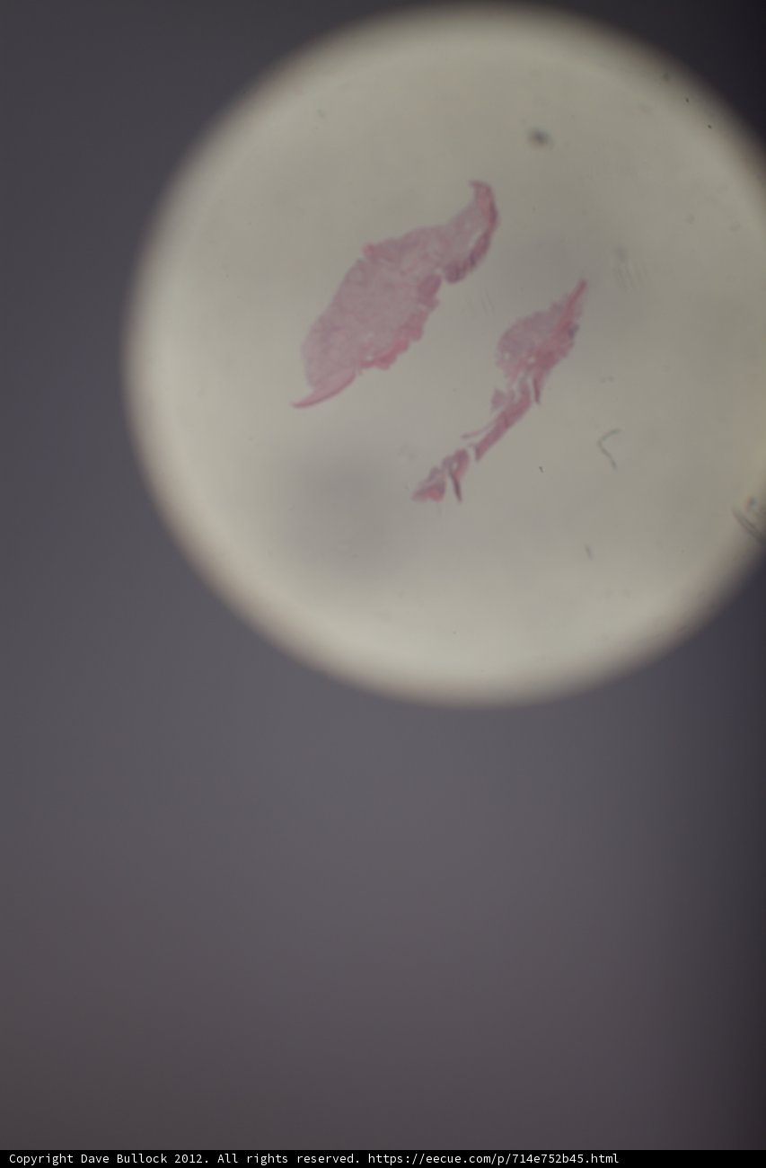 Pink Stain on a Small White Plate