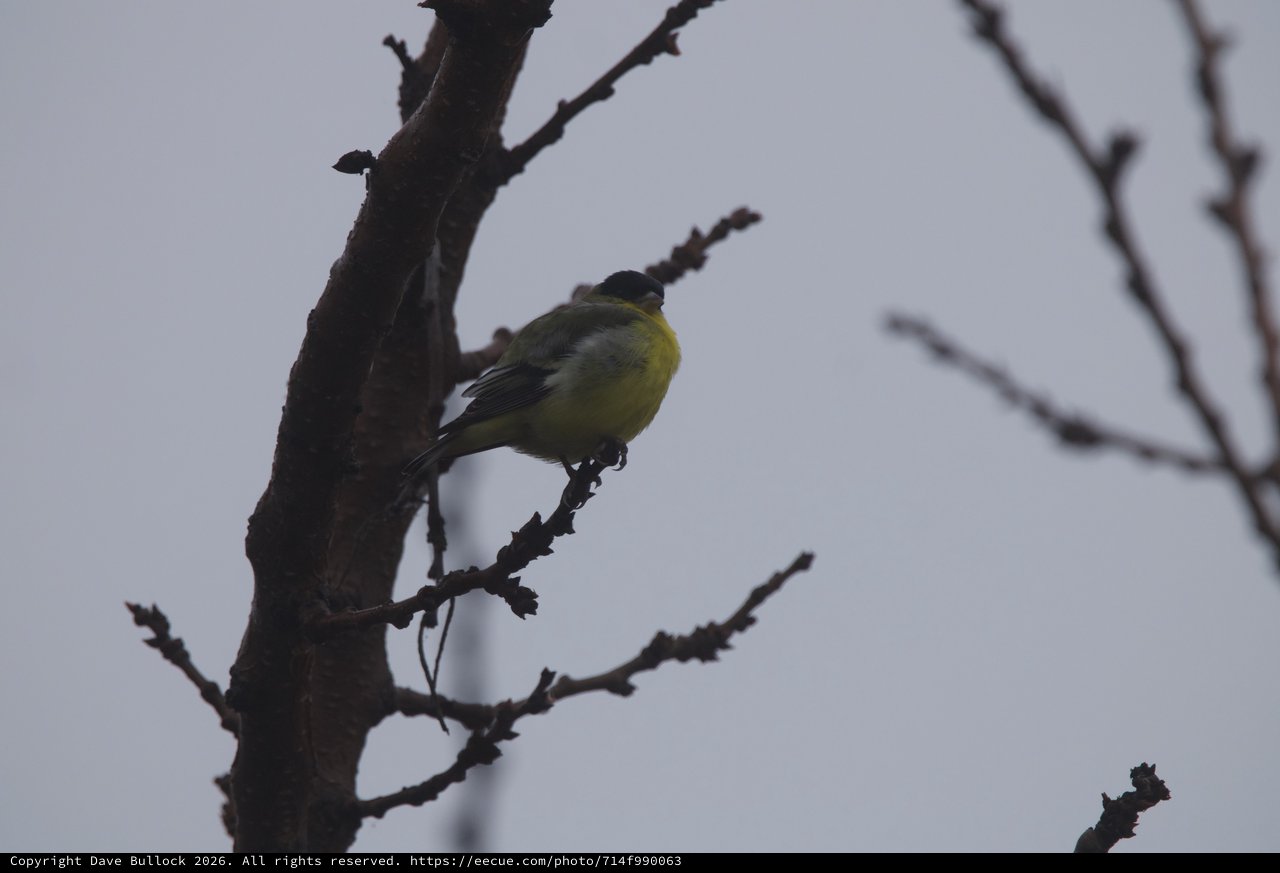 Great Tit Perched on Bare Winter Branch