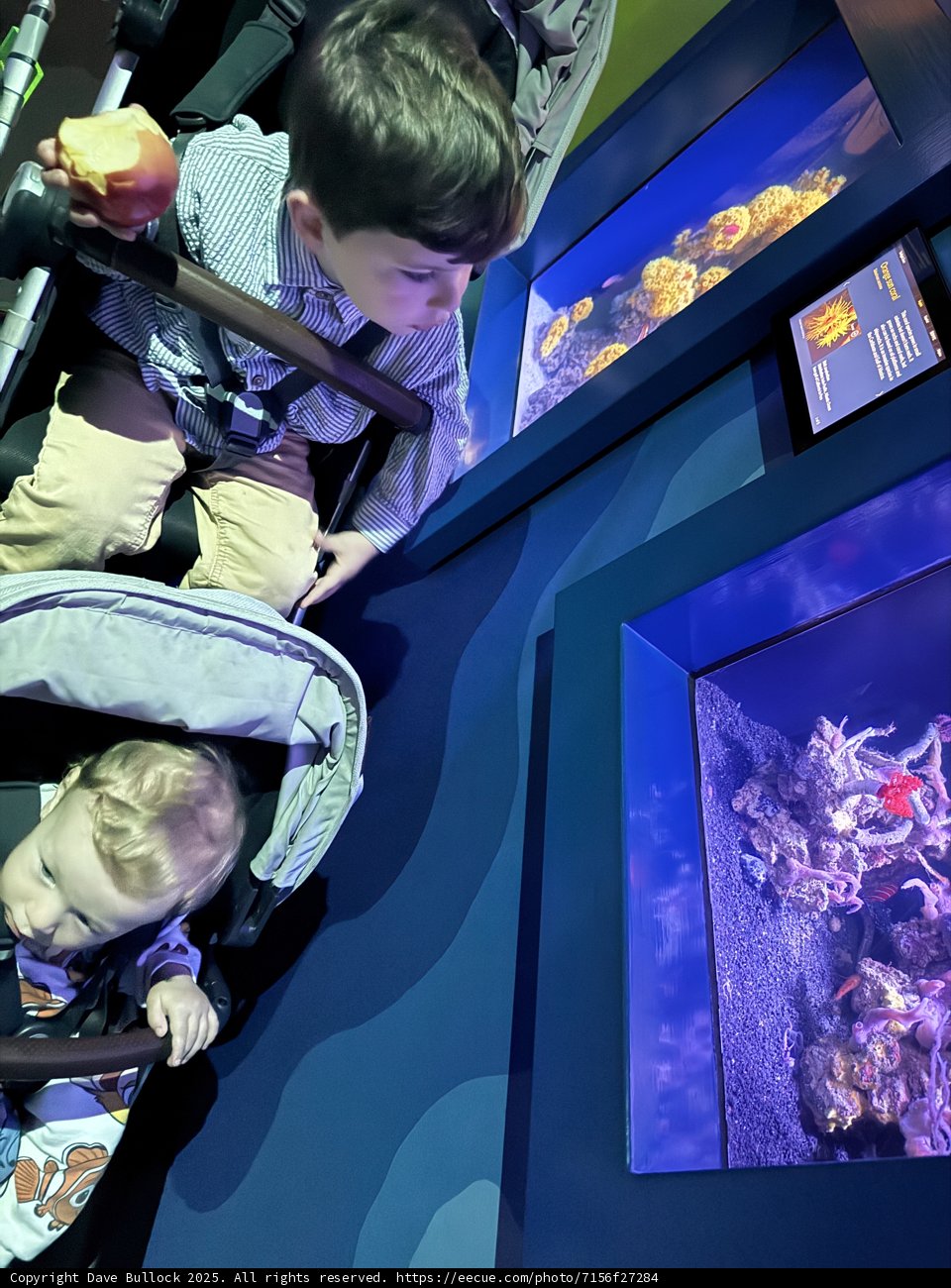 Underwater Wonders