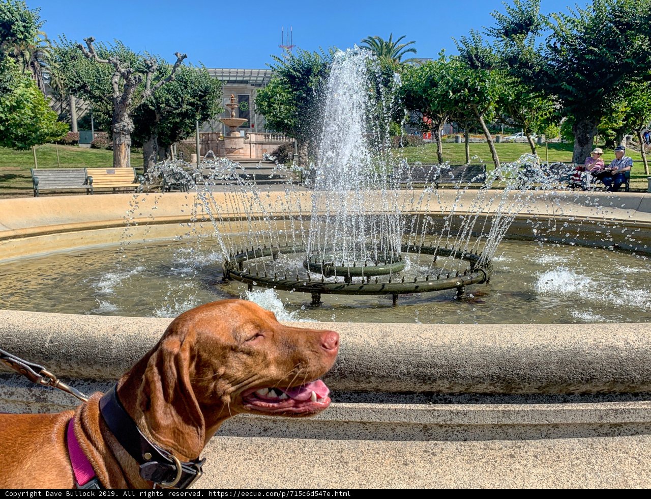 Furry Visitor at the Majestic Fountain