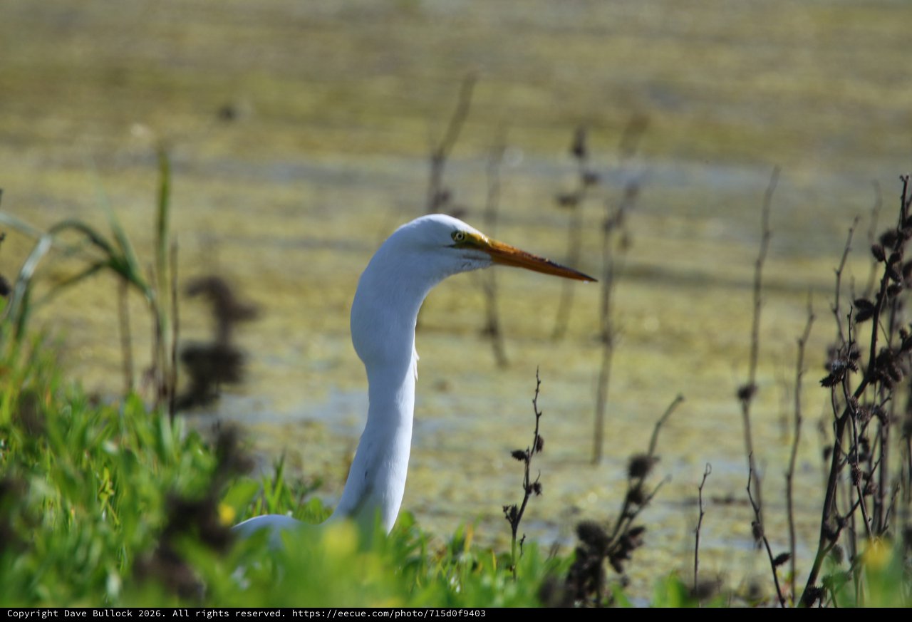 Great Egret Hunting at Wetland Marsh Edge