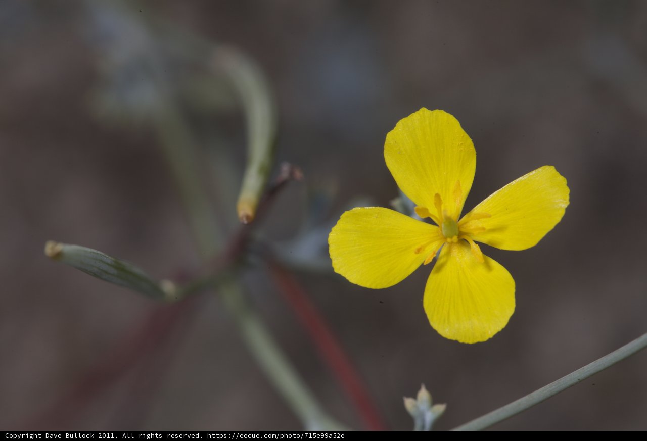 Lone Geranium in a Field of Flax
