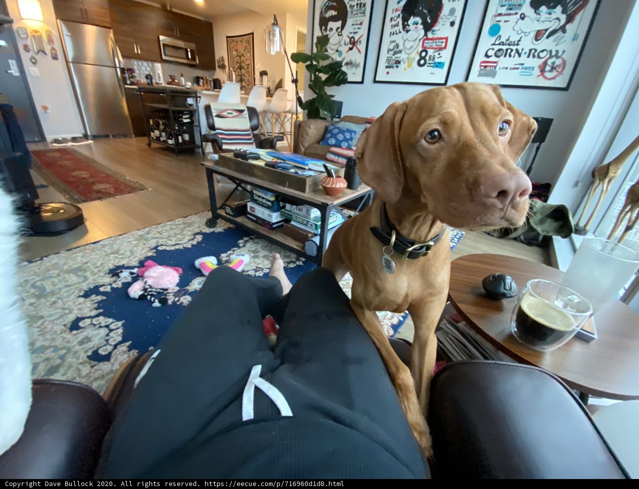 Cozy Living Room with a Furry Companion