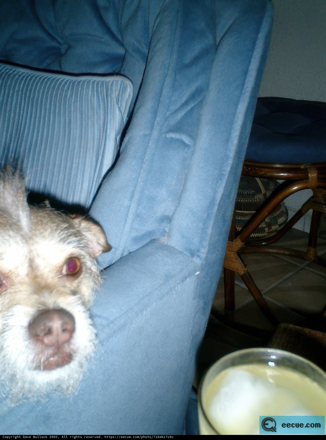 A Canine's Happy Hour