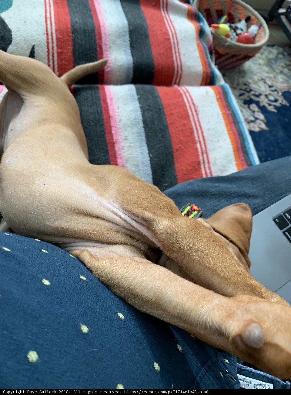 Canine vs Computer