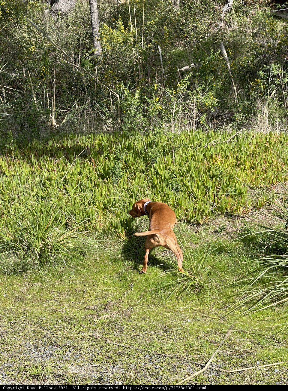 Running Free