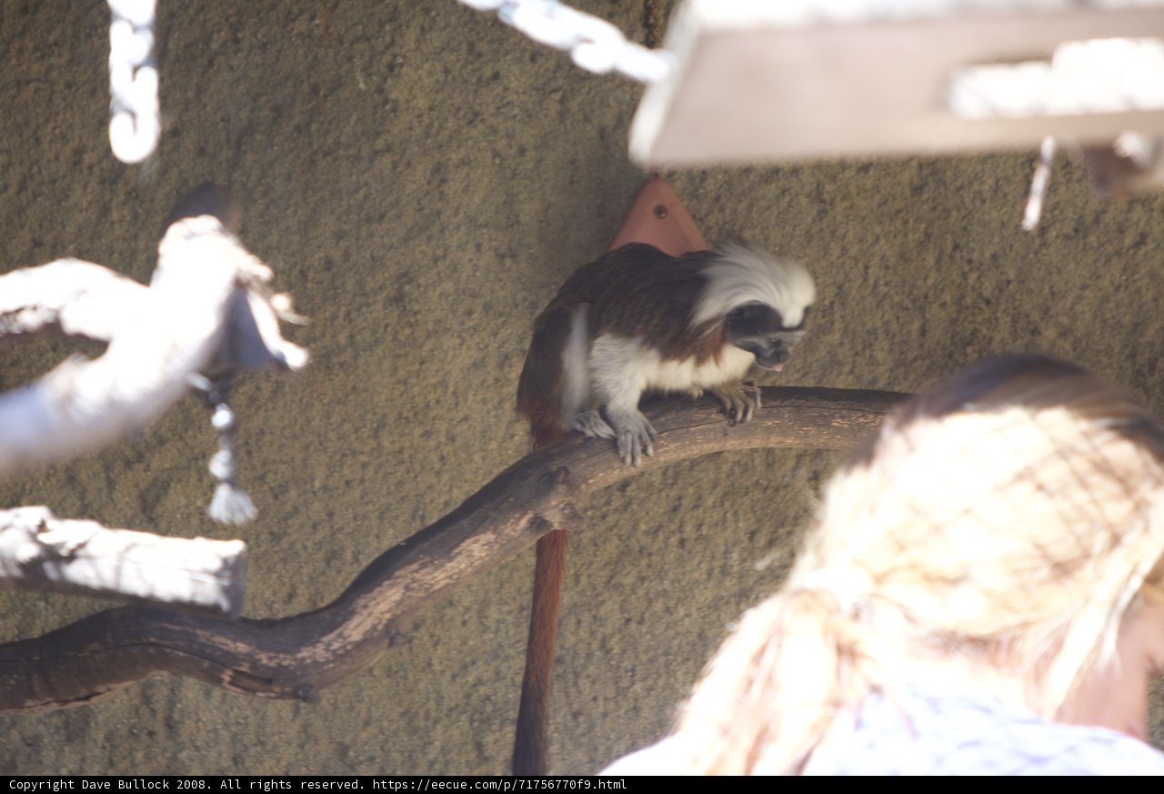 Monkeying Around at the Zoo