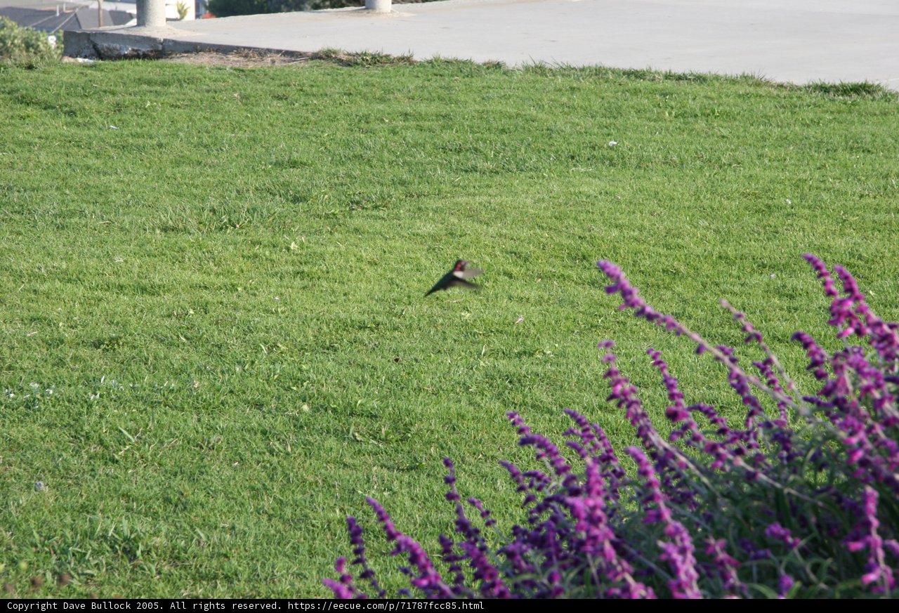 A Bird in the Grass