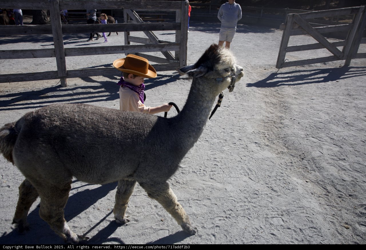 A Day with the Llamas