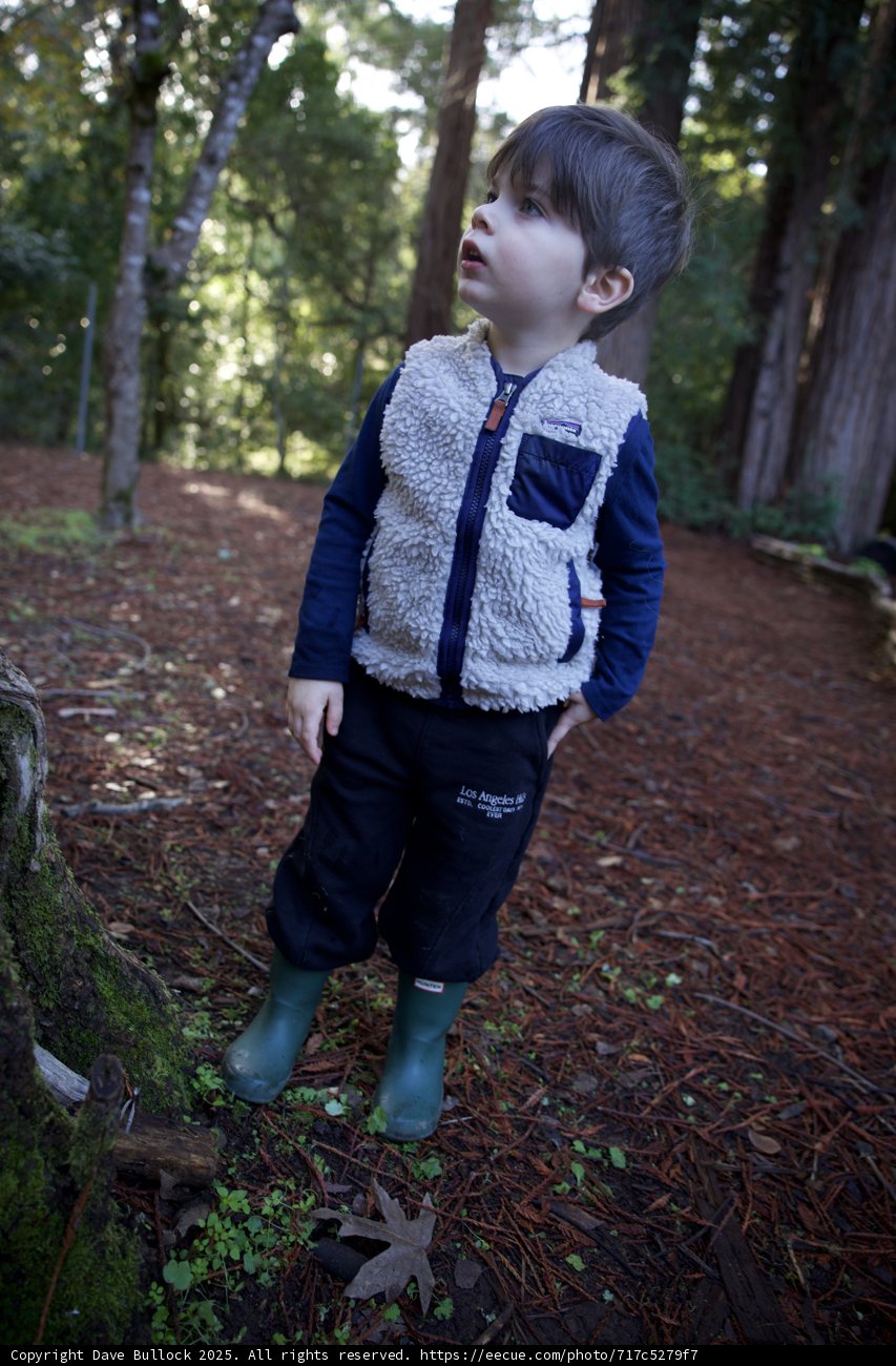 Exploring the Enchanted Forest