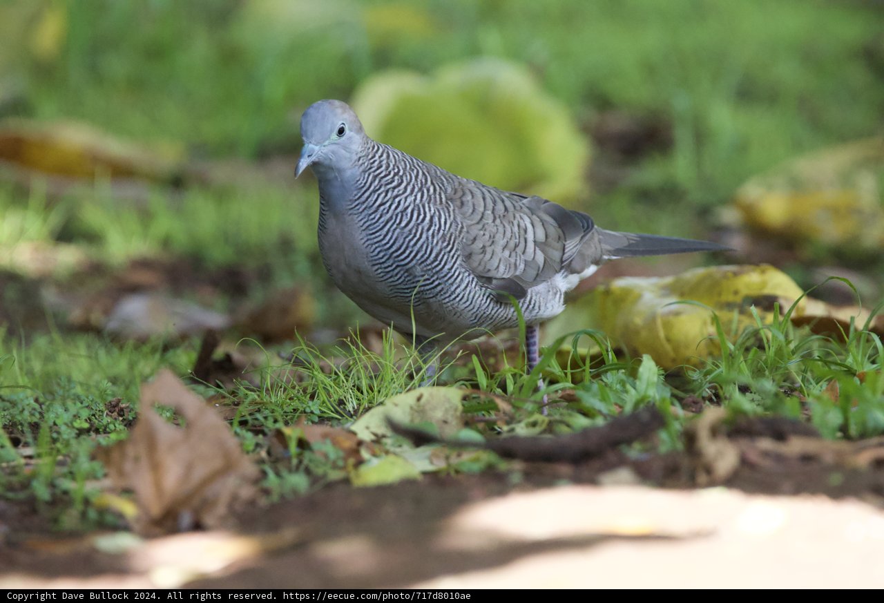Serenity in Feathers: A Morning at Honolulu Zoo
