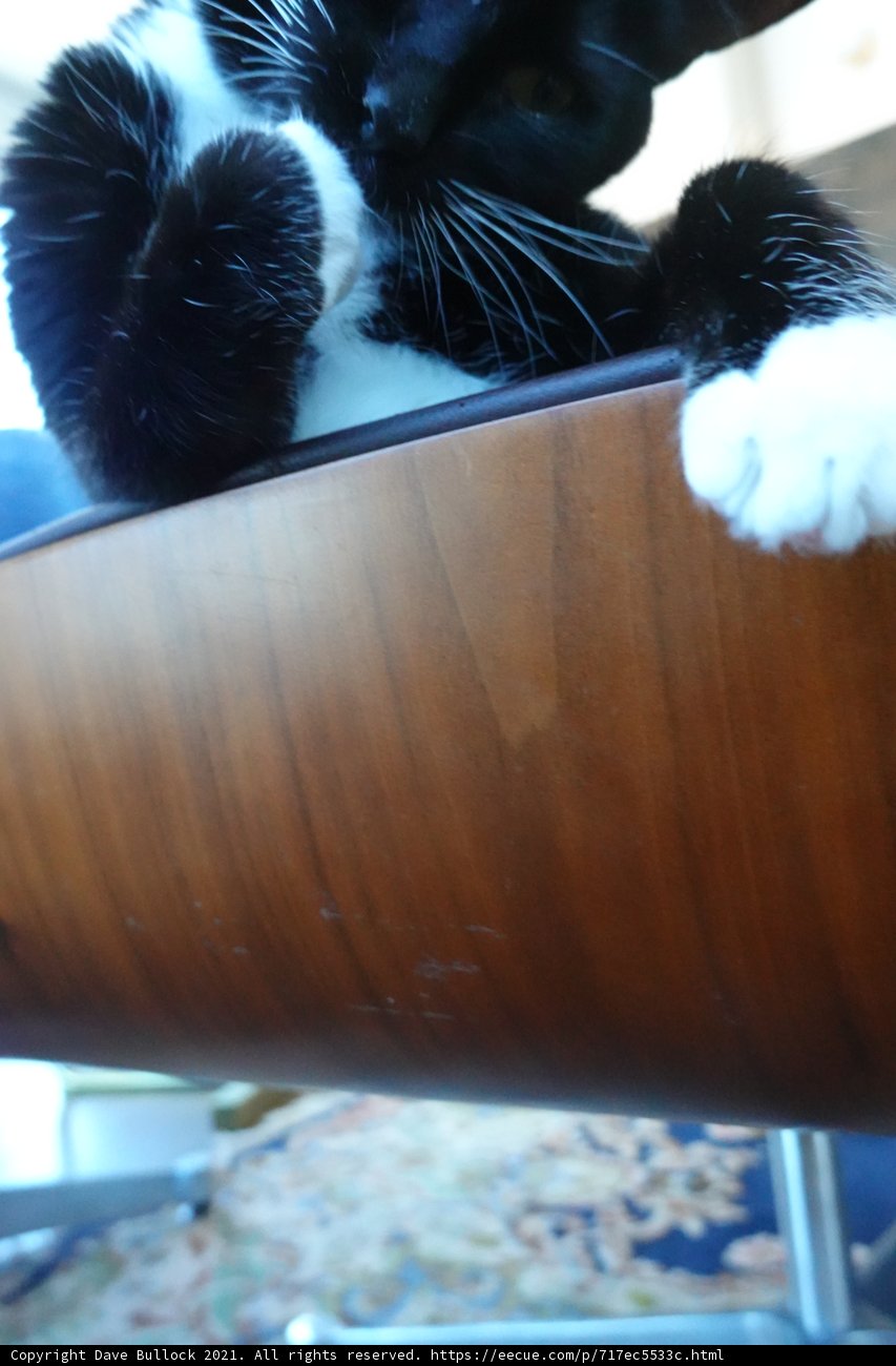 Serene Feline on Wooden Chair
