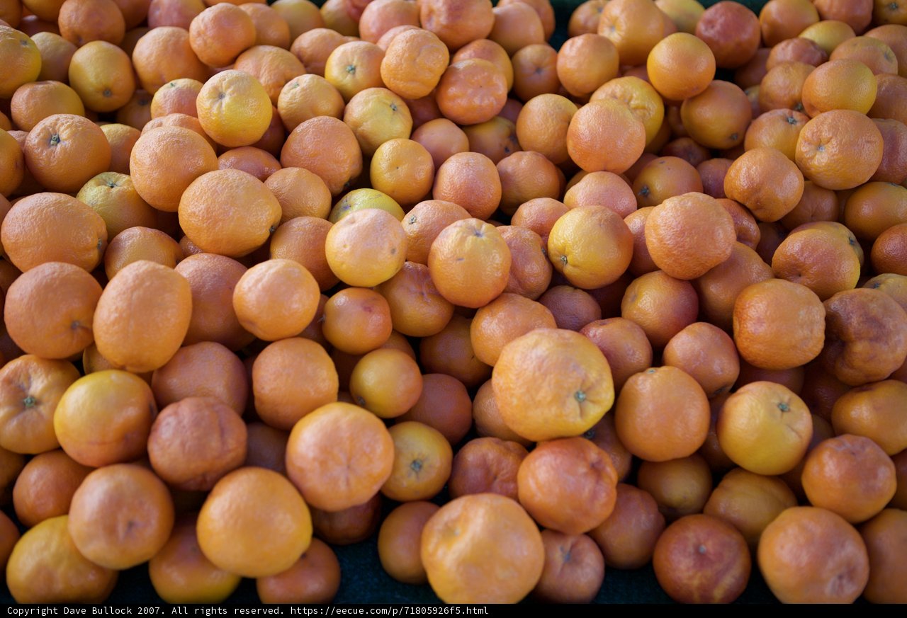 A Bountiful Harvest of Fresh Citrus Fruit