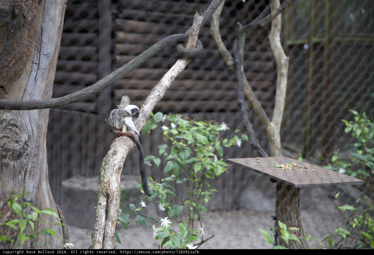 Primate Ponderings in Animal Kingdom