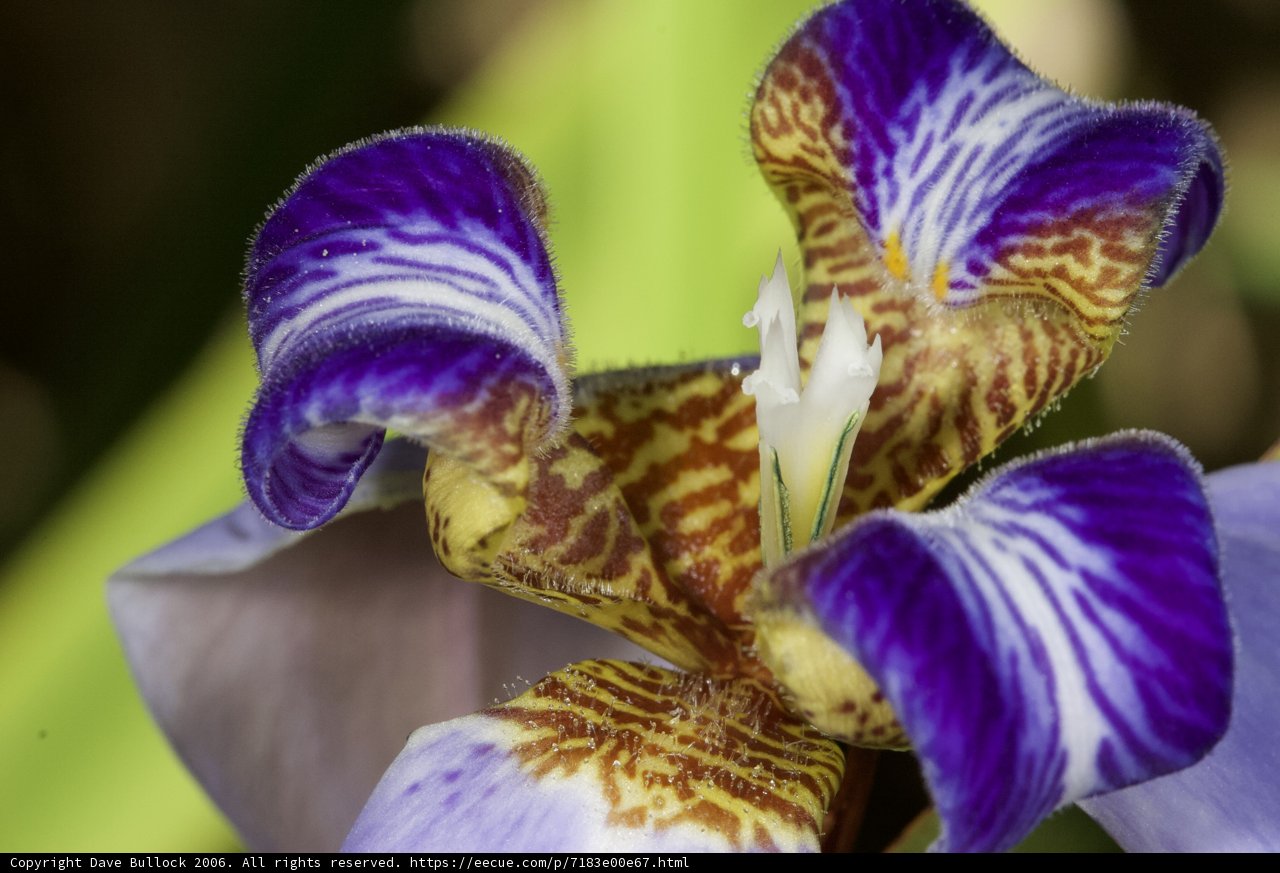 A Vibrant Purple and Yellow Iris