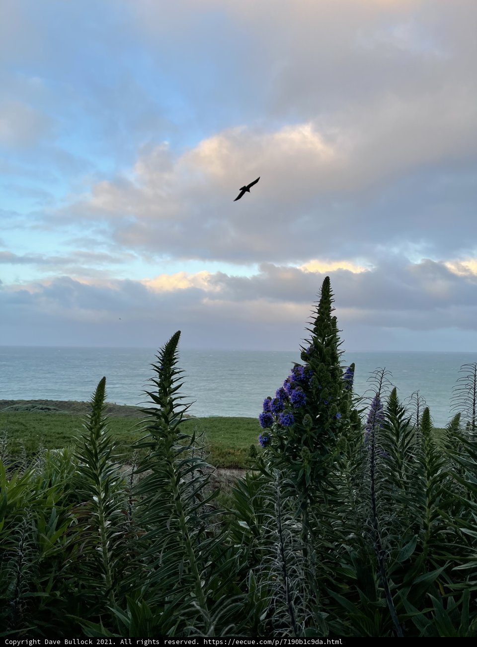 Beauty in Flight