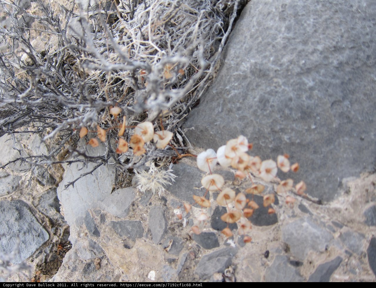 White Flowers Growing on Rocky Terrain