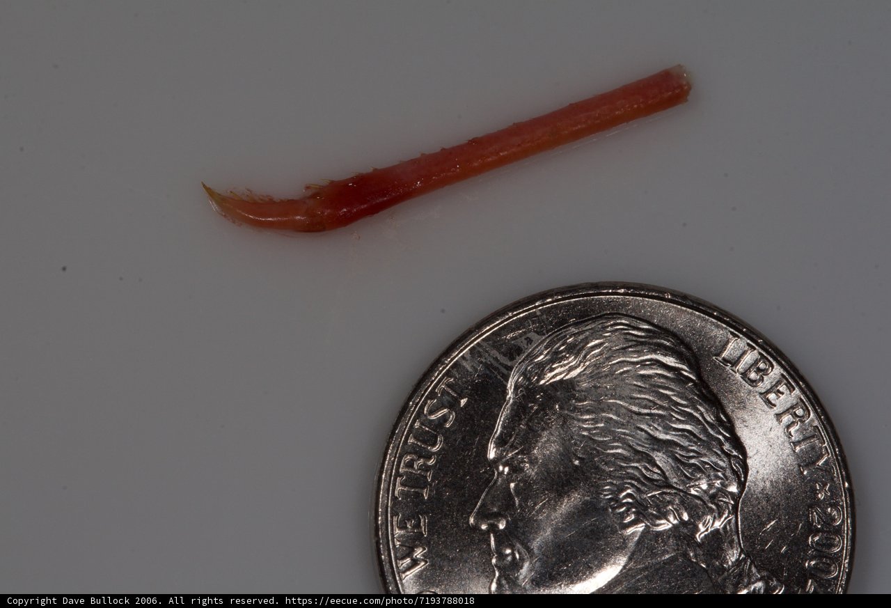 Little Red Stick and a Quarter