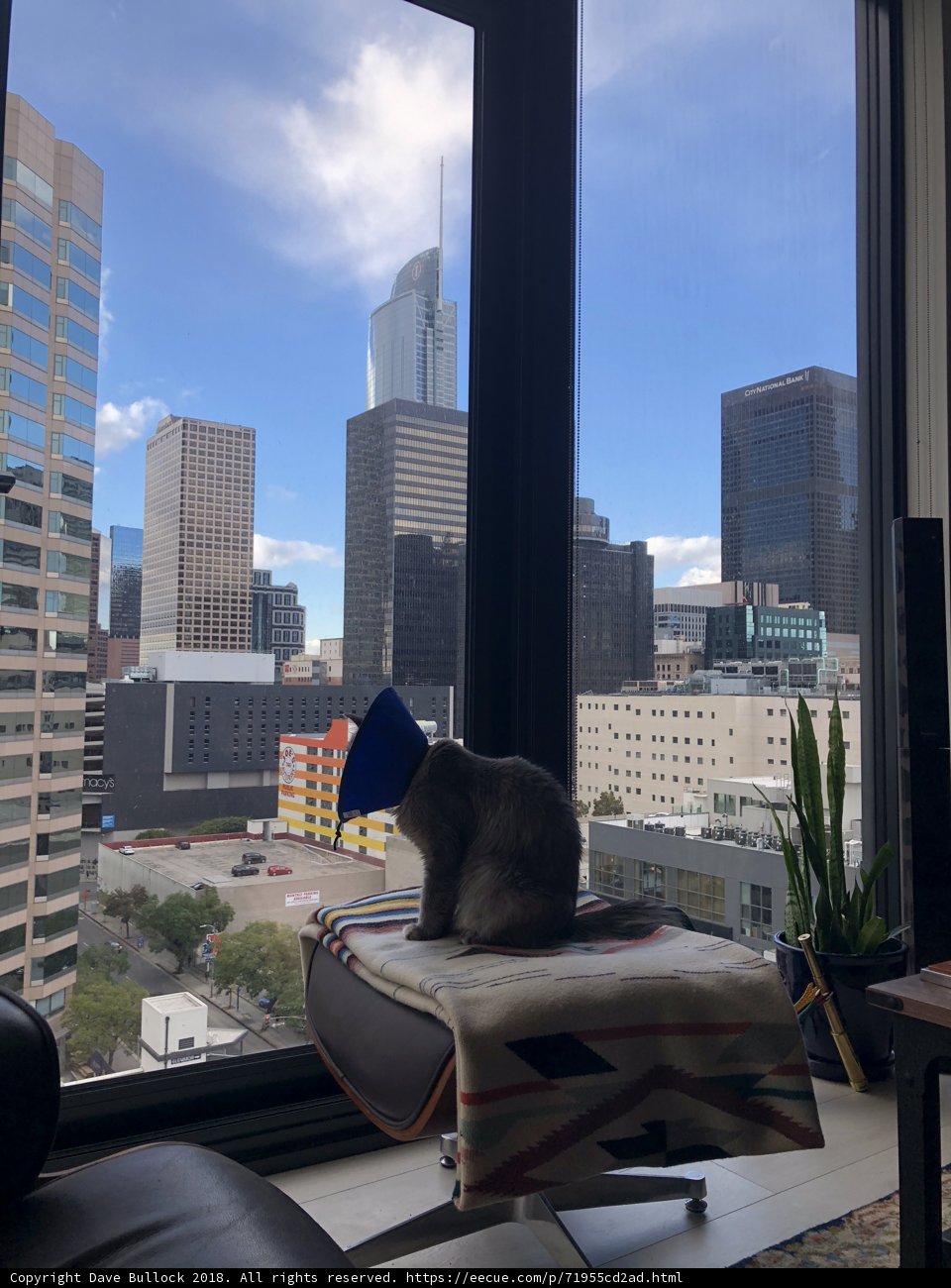 Feline Views of the Urban Jungle