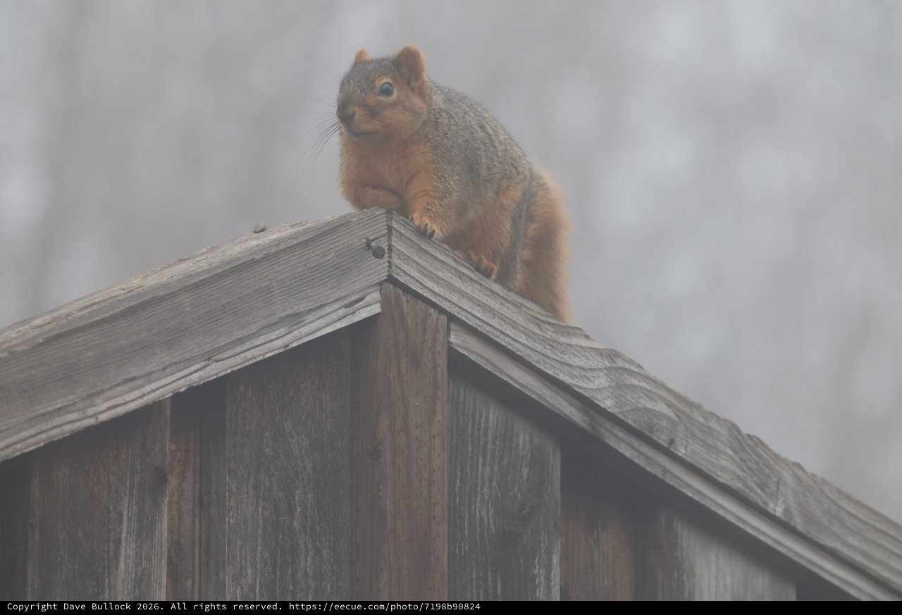 Alert Squirrel Perched on Wooden Fence in Fog