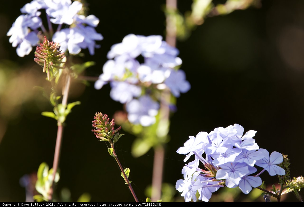 Enigmatic Blue - A Floral Symphony