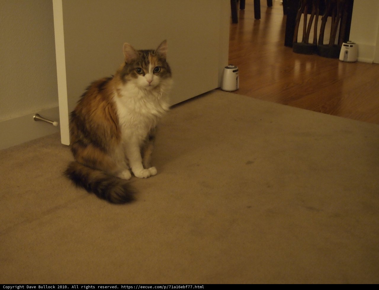 Hardwood Flooring and a Purring Cat