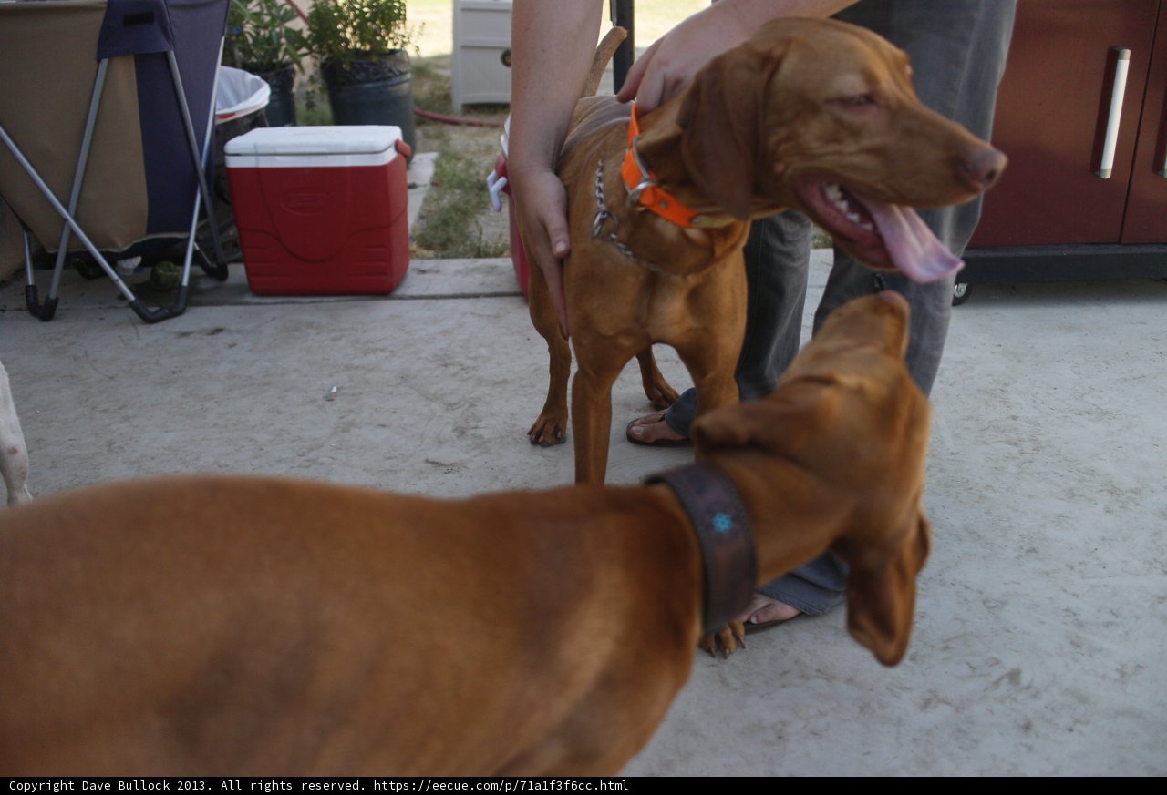 Two Happy Canines Enjoy a Sunny Patio Day