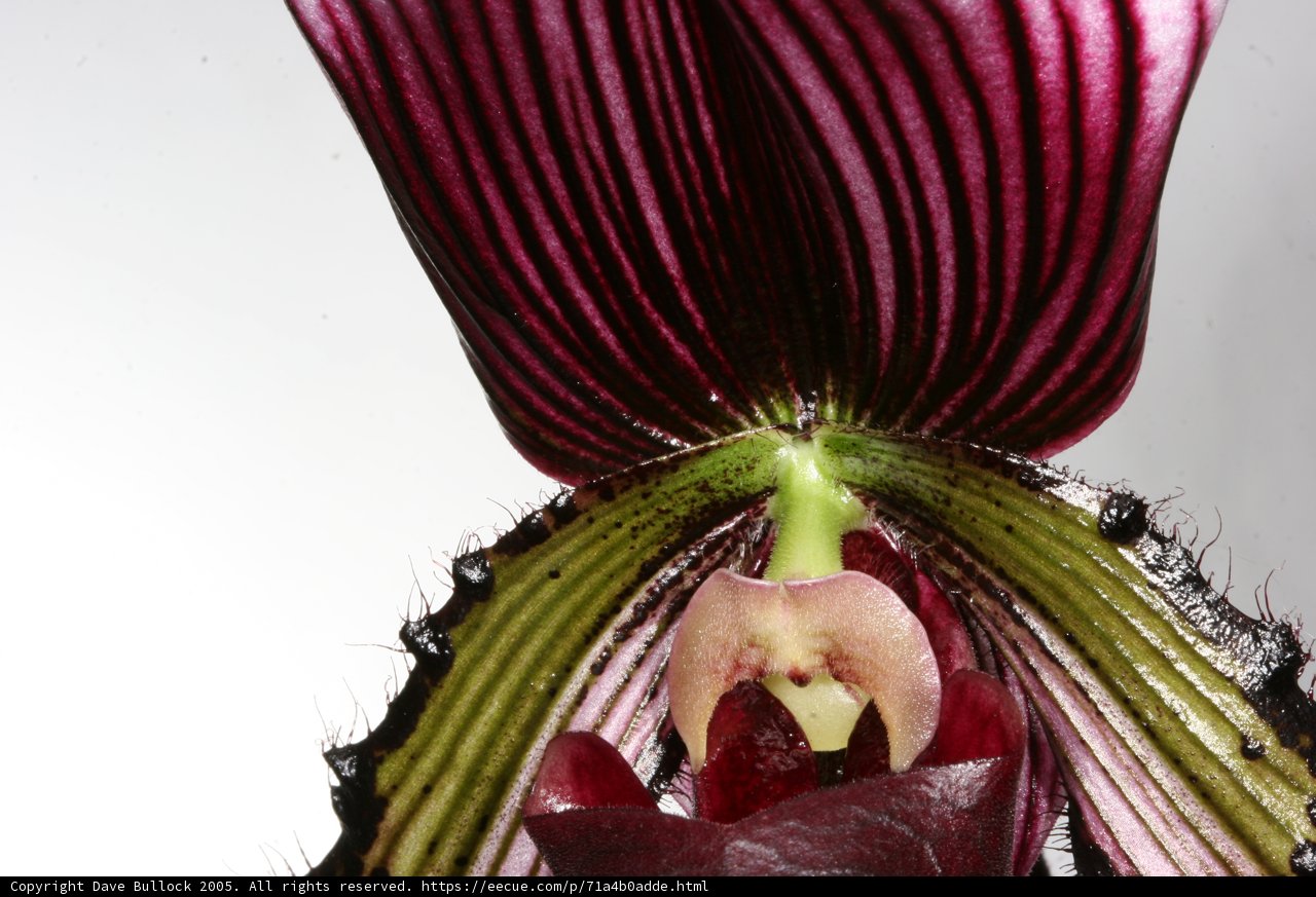 Radiant Purple Orchid